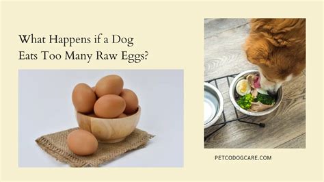  Is it OK to put a raw egg in dog food? The answer is complicated